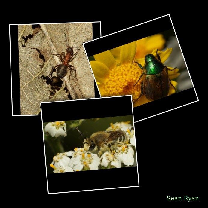2025-06 - Texel Summer Bugs - Every Day Photos