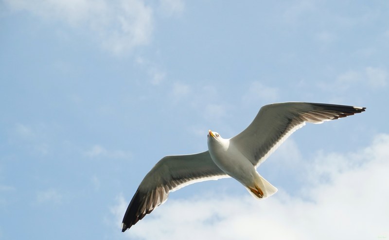 2025-06 - Texel Birds In Flight On Ferry Breeze - RX101294.ok.better.editted