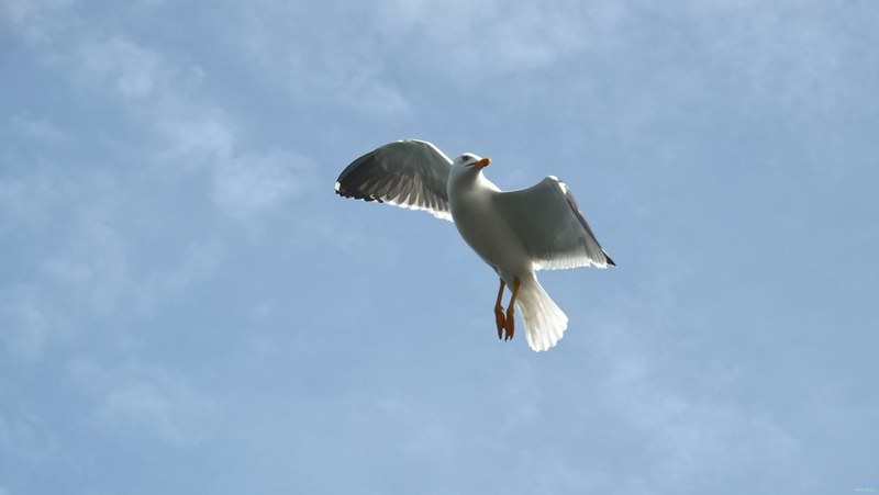 2025-06 - Texel Birds In Flight On Ferry Breeze - RX101304.ok.editted