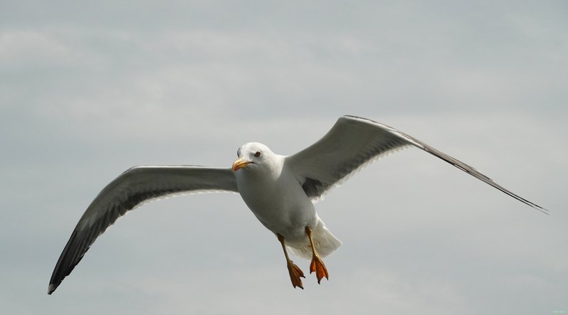 2025-06 - Texel Birds In Flight On Ferry Breeze - RX101305.ok.editted
