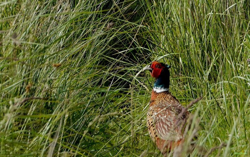 2025-06 - Texel Birds Walking Around - RX101341.crop.cropped