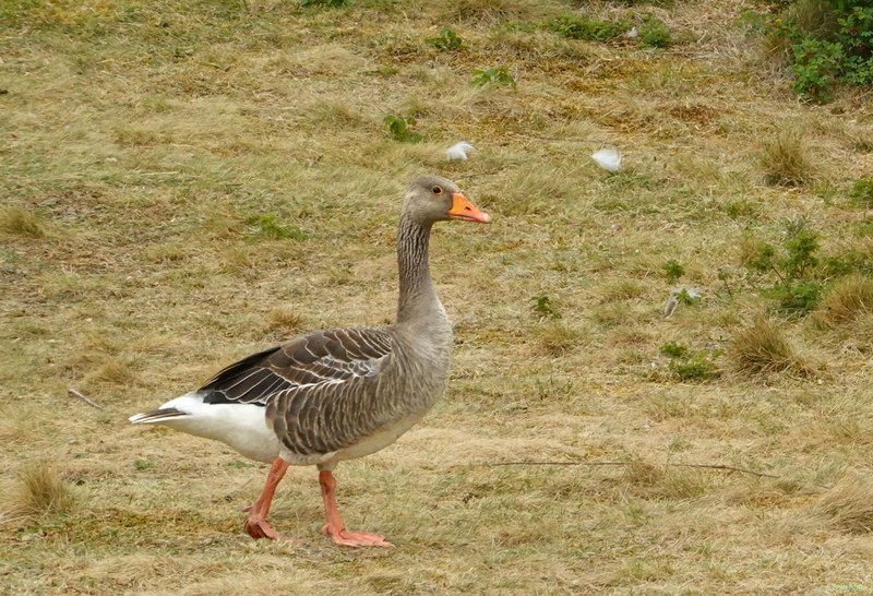 2025-06 - Texel Birds Walking Around - RX101415.crop.cropped