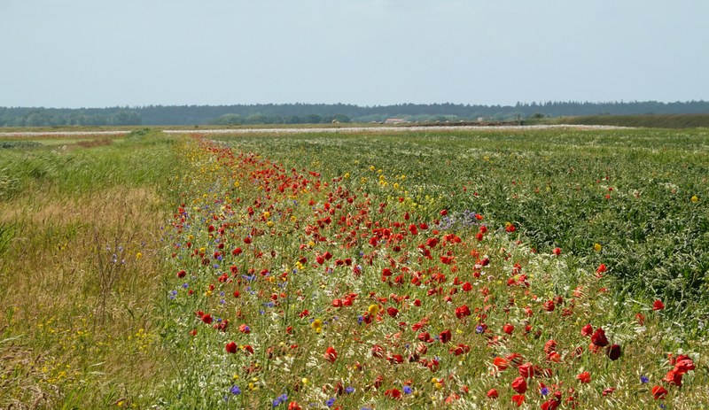 2025-06 - Texel Flower Scape - RX101316.editted