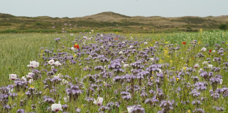 2025-06 - Texel Flower Scape - RX101401.nice.editted