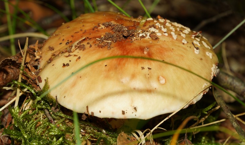 2025-06 - Texel Plants Flowers Trees And Mushrooms - SA707529.crop.editted