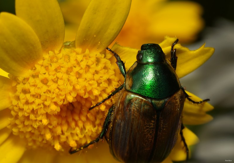 2025-06 - Texel Summer Bugs - SA707612.fave.editted.cropped.more