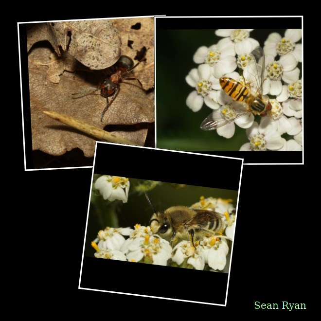 2025-06 - Texel Summer Bugs