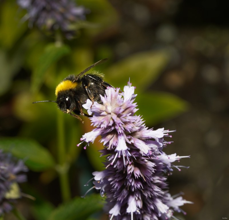 Bees - SA708942.good.editted