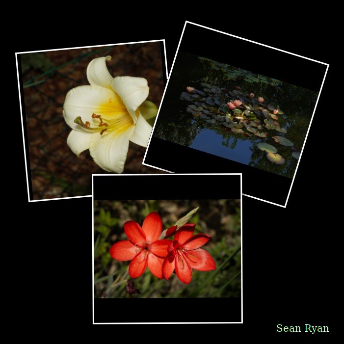 2025-07 - Leiden Hortus Botanicus - Every Day Photos