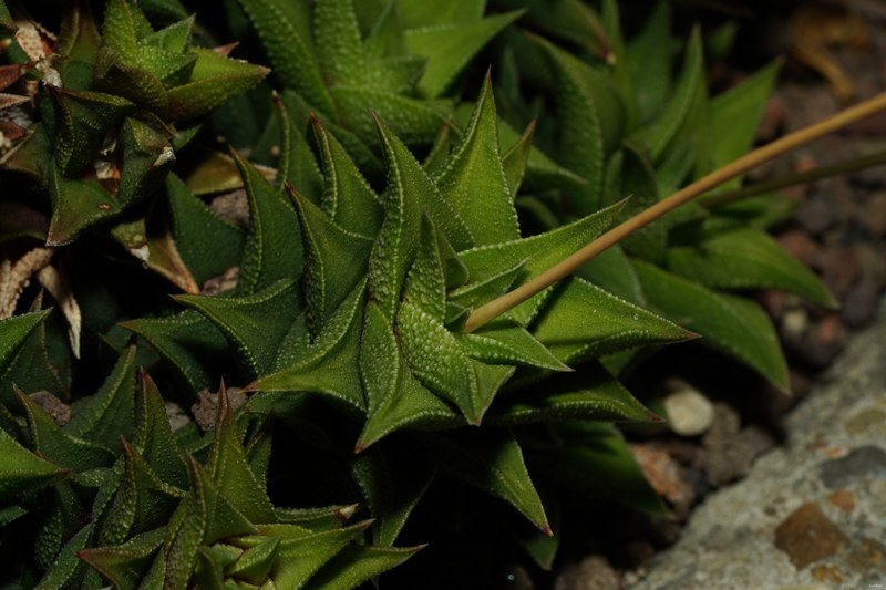 Plants - SA708915.ok