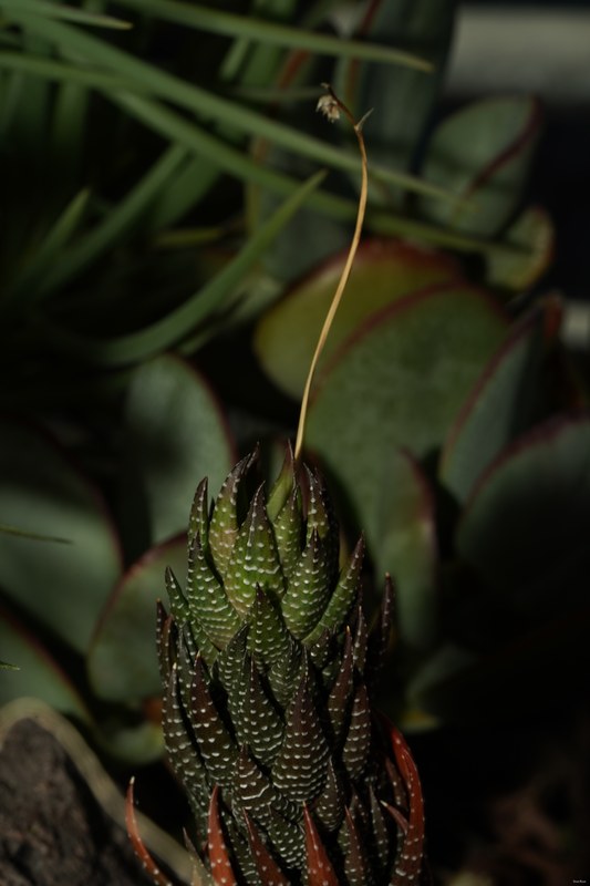 Plants - SA708919.ok