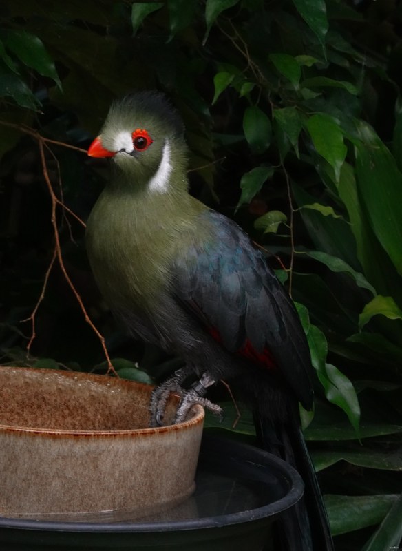 Birds - RX101821.Turaco.ok.best.editted