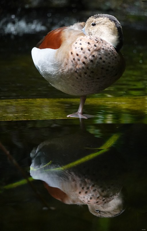 2025-07 - Vlinders Aan De Vliet - Every Day Photos