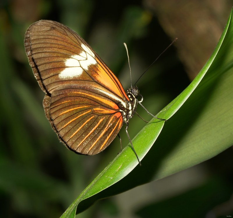 Butterflies - SA708554.ok.better.editted