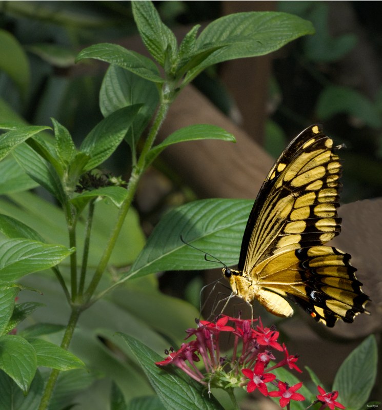 Butterflies - SA708606.editted