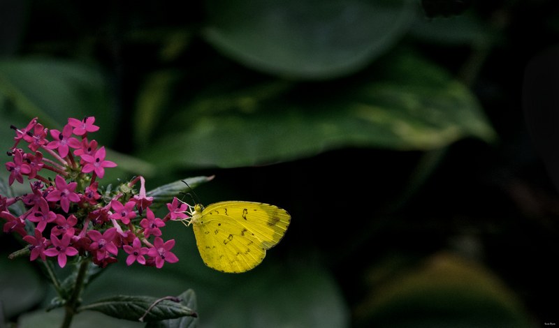Butterflies - SA708620.editted