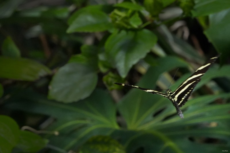 Butterflies - SA708795.ok.fly.editted
