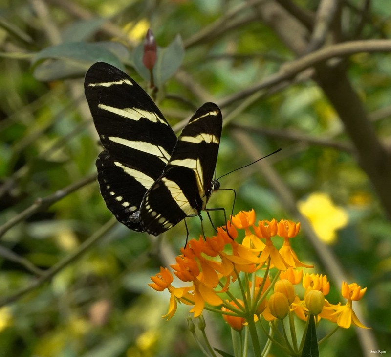 Butterflies - SA708849.ok.editted