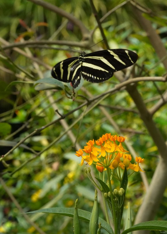 Butterflies - SA708851.ok.fly.good.editted