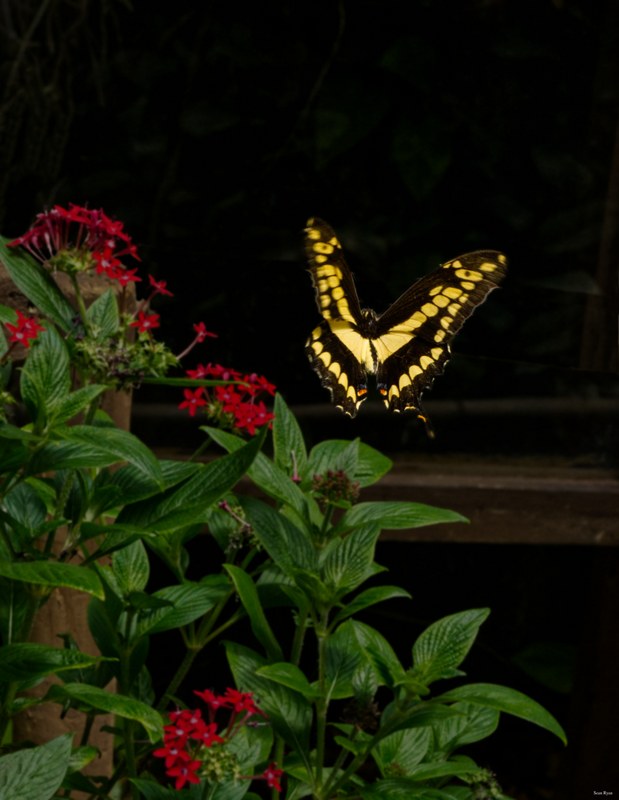 Butterflies