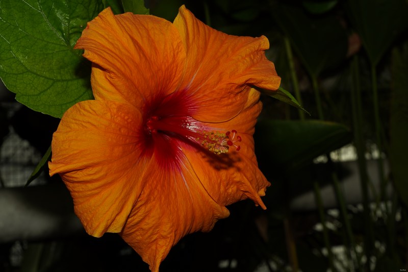 Flowers - SA708925.ok