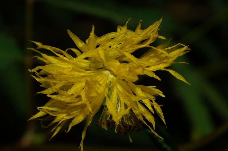Flowers - SA708927.ok