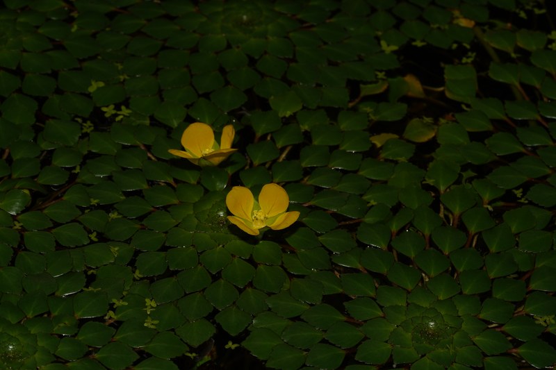 Flowers - SA708929.good