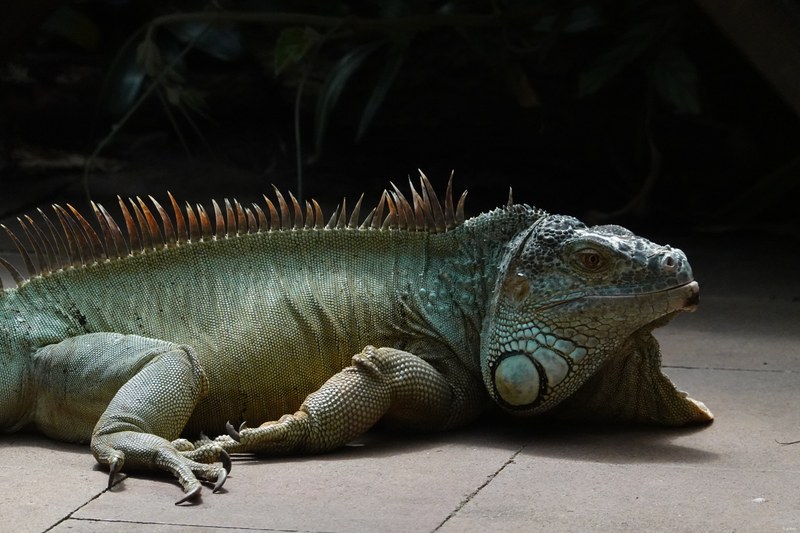 Reptiles
