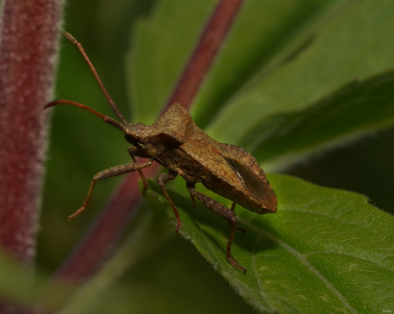 Bugs - SA708969.good.editted
