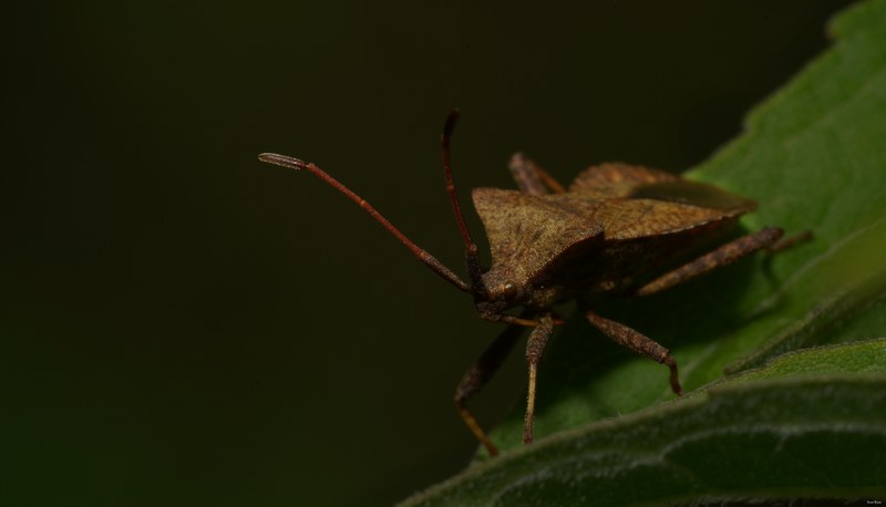 Bugs - SA708976.good.editted