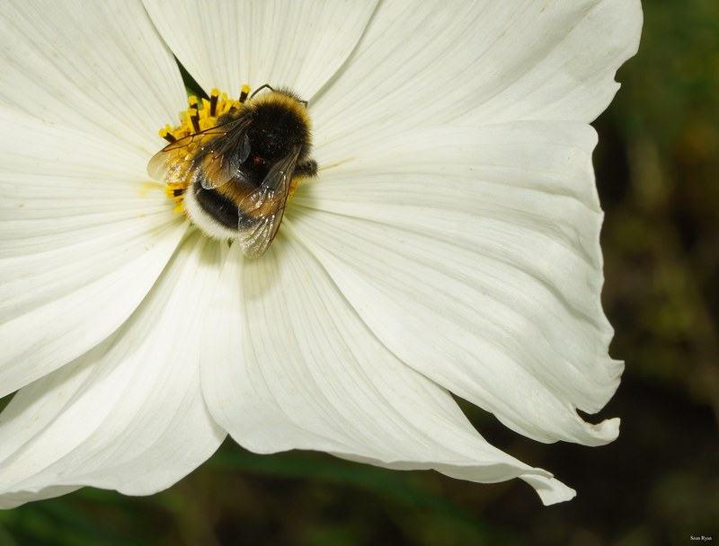 Bumble-bees - SA708960.ok.editted