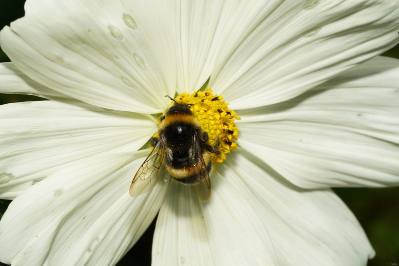 Bumble-bees - SA708961.ok