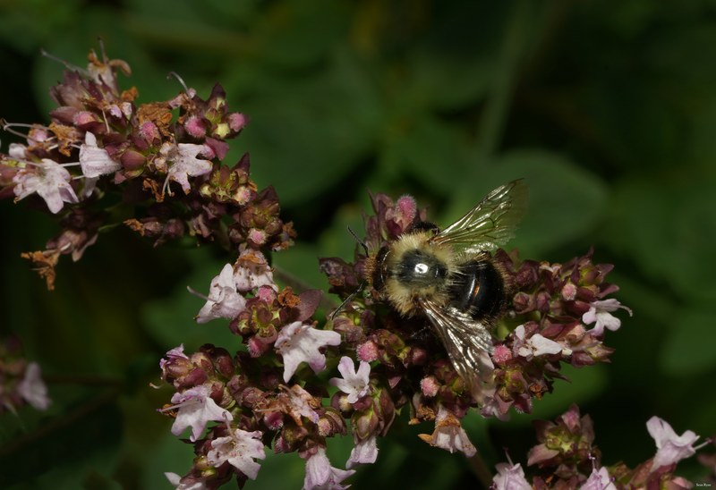 Bumble-bees