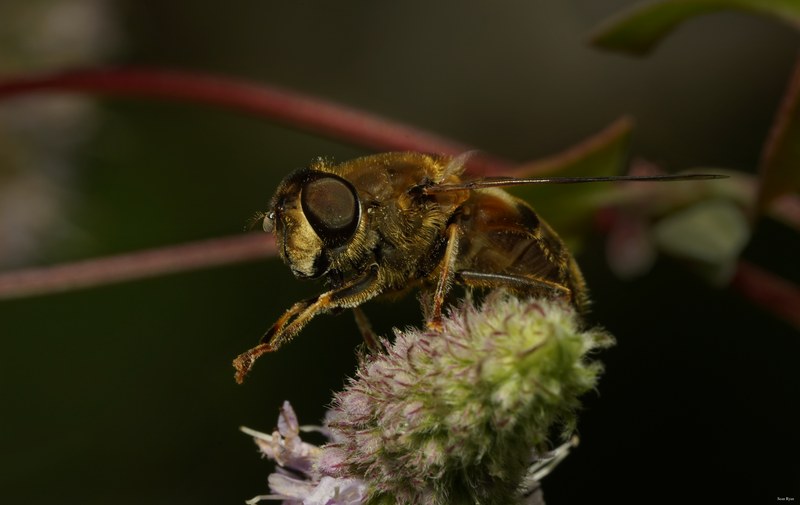 Honey-bees - SA708984.ok.editted