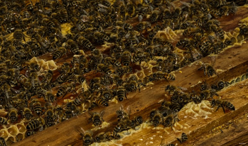 Honey-bees - SA708985.editted.2