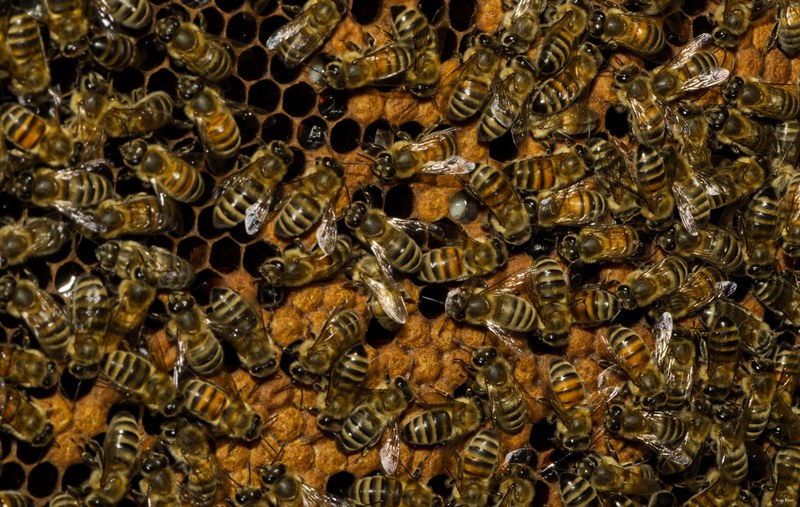 Honey-bees - SA708988.editted