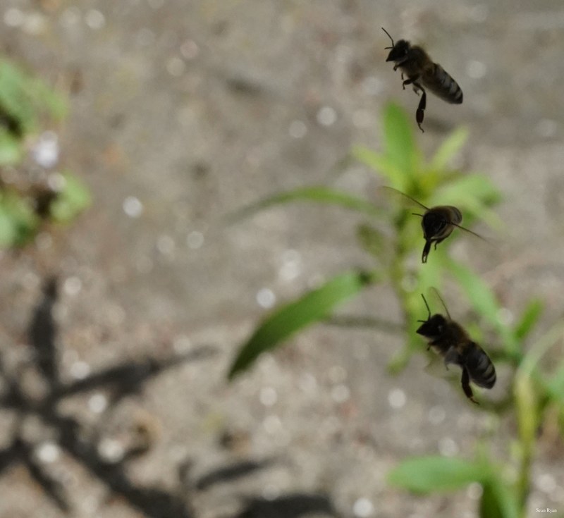 Honey-bees - SA709018.ok.editted