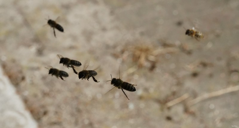 Honey-bees - SA709021.ok.editted.but-ok