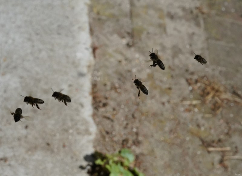 Honey-bees - SA709040.ok.editted