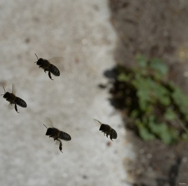 Honey-bees - SA709044.ok.editted