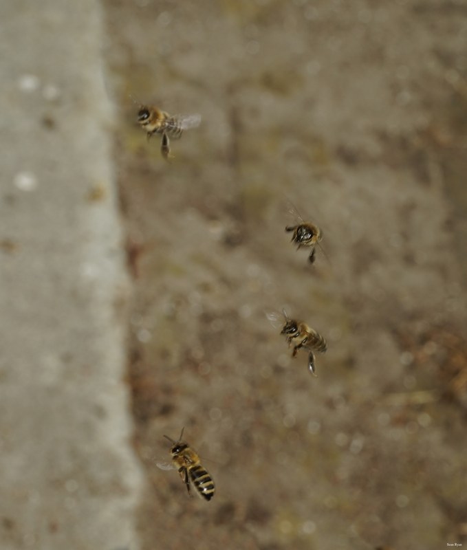 Honey-bees - SA709046.ok.editted