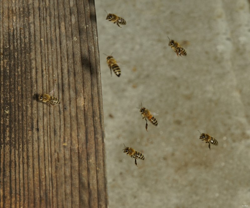 Honey-bees - SA709051.ok.editted
