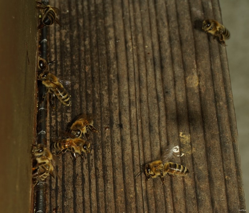 Honey-bees - SA709058.good.editted
