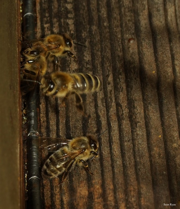 Honey-bees - SA709060.ok.cropped