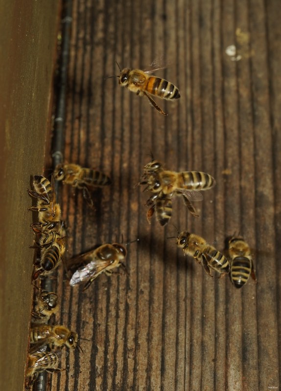 Honey-bees - SA709061.good.cropped