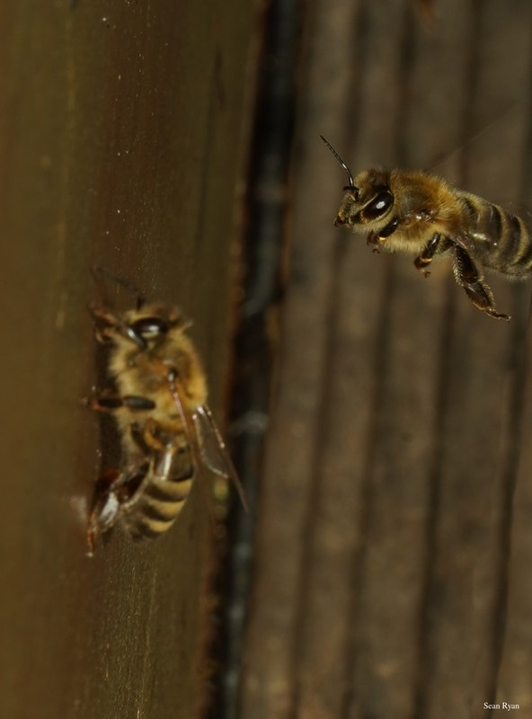Honey-bees - SA709064.ok.editted