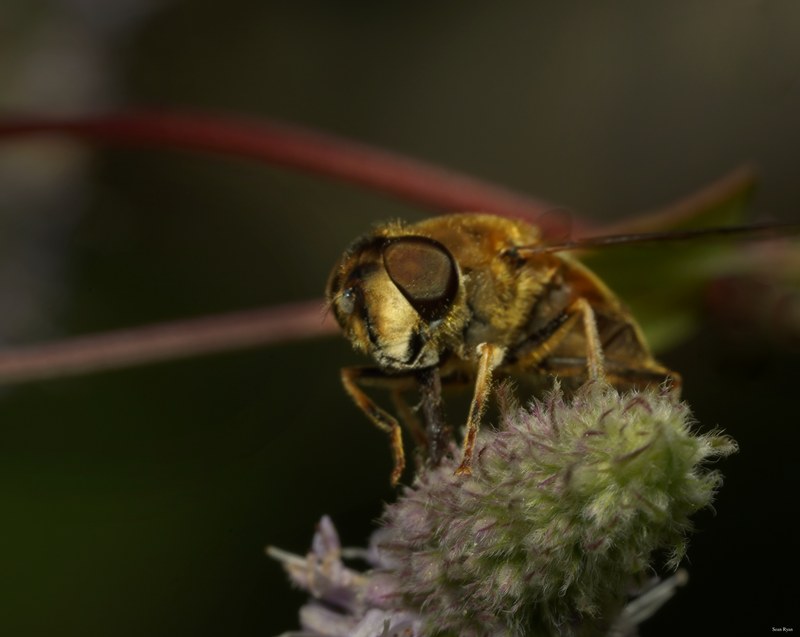 Honey-bees