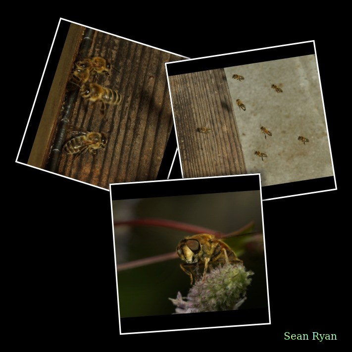 Honey-bees - Every Day Photos