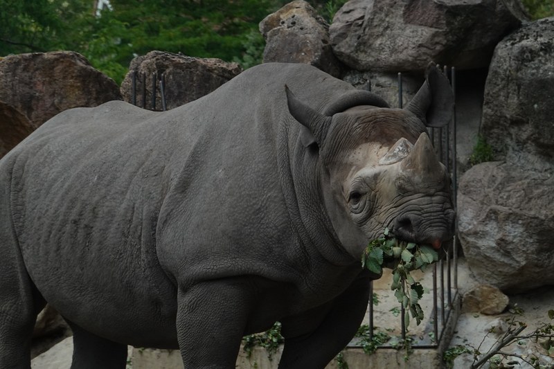 2025-08 - Blijdorp Zoo Rotterdam - RX102039.ok.better
