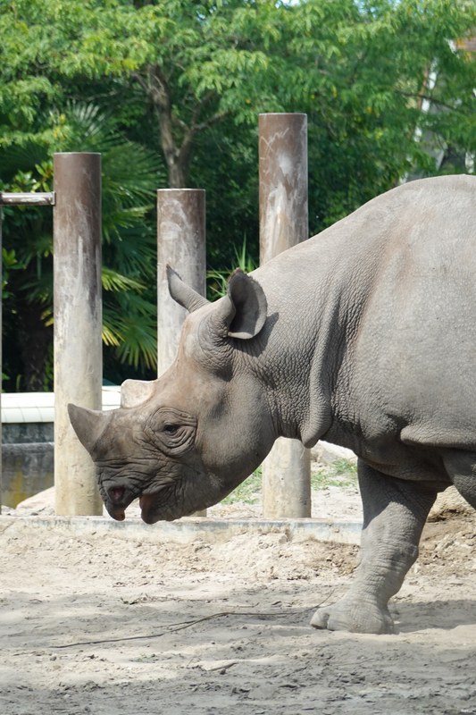 2025-08 - Blijdorp Zoo Rotterdam - RX102050.ok